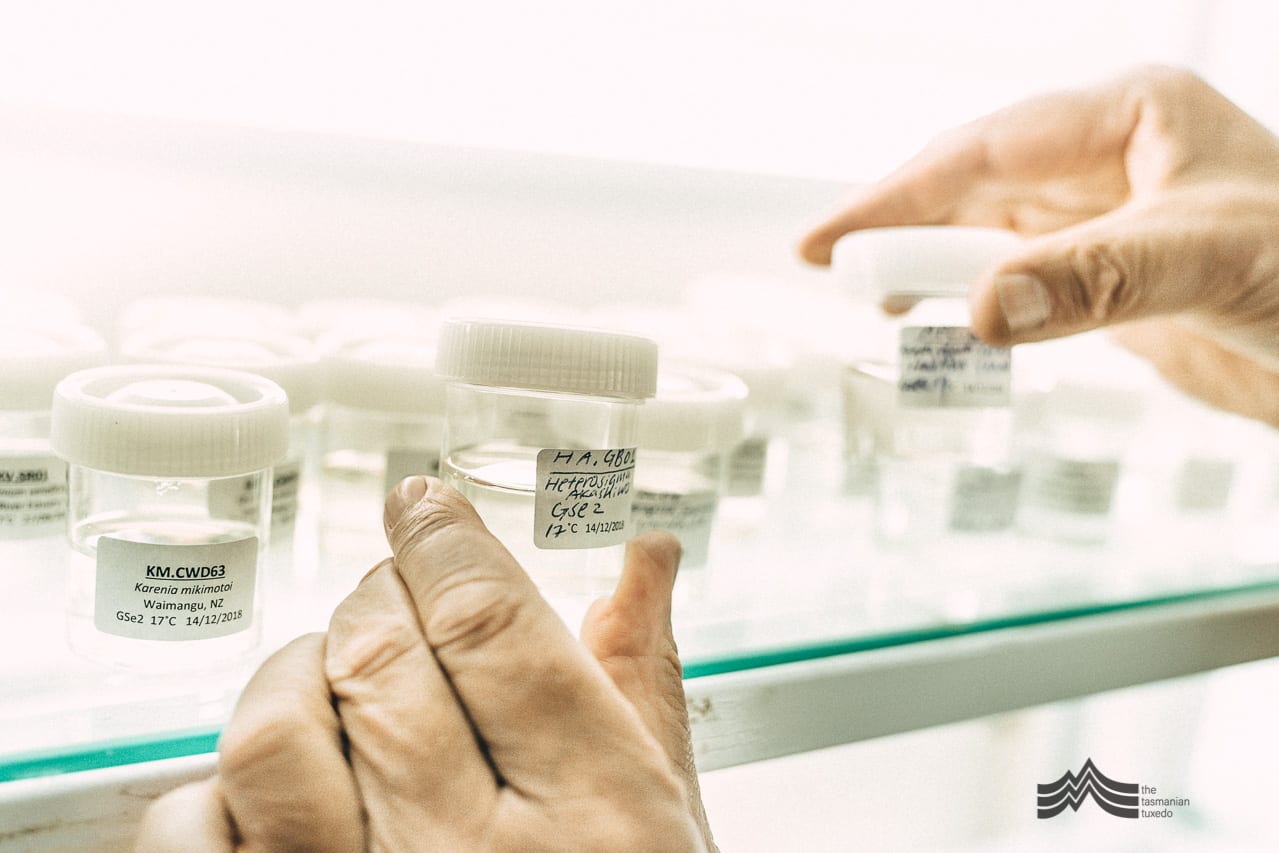 Gustaaf Hallegraeff handling samples in the lab